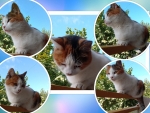 Collage of cute cat