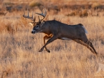 White Tail Deer
