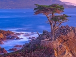 Lone Cypress Point, Monterey, California