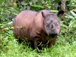 Sumatran Rhinoceros