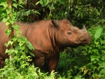 Sumatran Rhinoceros