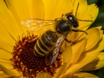 European Honeybee
