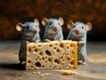 Mice Cheese