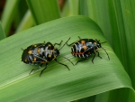 Harlequin Cabbage Bug