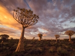 Quiver Tree Forest Namibia