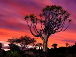 Quiver Tree Forest Namibia