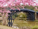 Blossom Bridge