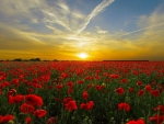Poppy Field