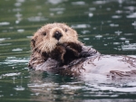 Alaskan Sea Otter