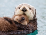 Alaskan Sea Otter