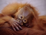 Baby Orangutan