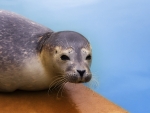 Baby Seal