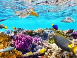 Great Barrier Reef