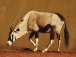 Gemsbok