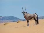 Gemsbok