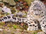Baby Snow Leopard