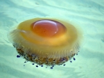 Fried Egg Jellyfish