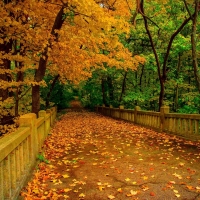 Autumn Road