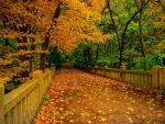 Autumn Road