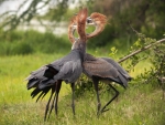 Goliath Heron