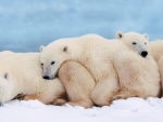 Polar Bears