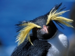 Southern Rockhopper Penguin