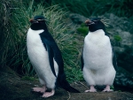 Southern Rockhopper Penguin
