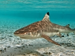 Black Tip Reef Shark