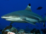 Black Tip Reef Shark