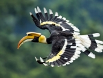 Great Hornbill