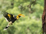 Great Hornbill
