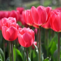 Pink Tulips