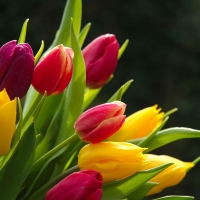 Stunning  Tulips