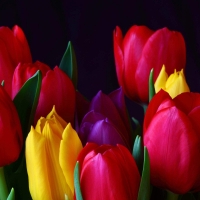 Colorful Tulips