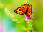 Beautiful Butterfly