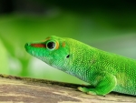 Green Gecko