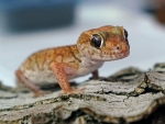 Crested Gecko