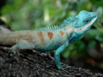 Blue Crested Gecko