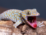 Tokay Gecko