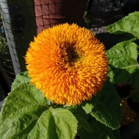 Sunflower Teddybear
