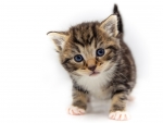 Kitten