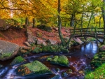 Forest River At Autumn
