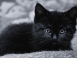 Black kitten