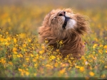 Lion In Flowers
