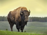 American Bison