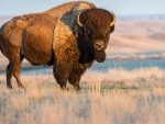 American Bison