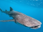Whale Shark