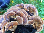 Turkey Tail Mushrooms