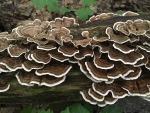 Turkey Tail Mushrooms