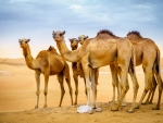 Dromedare Camel